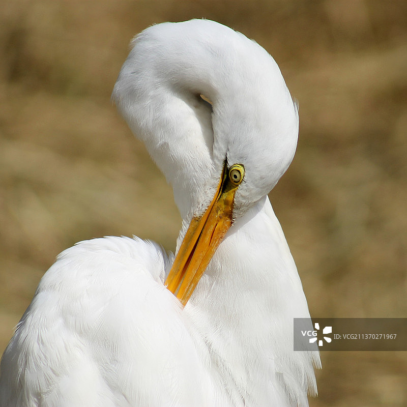 在巴西维拉杜里奥格兰德的白鹭特写图片素材
