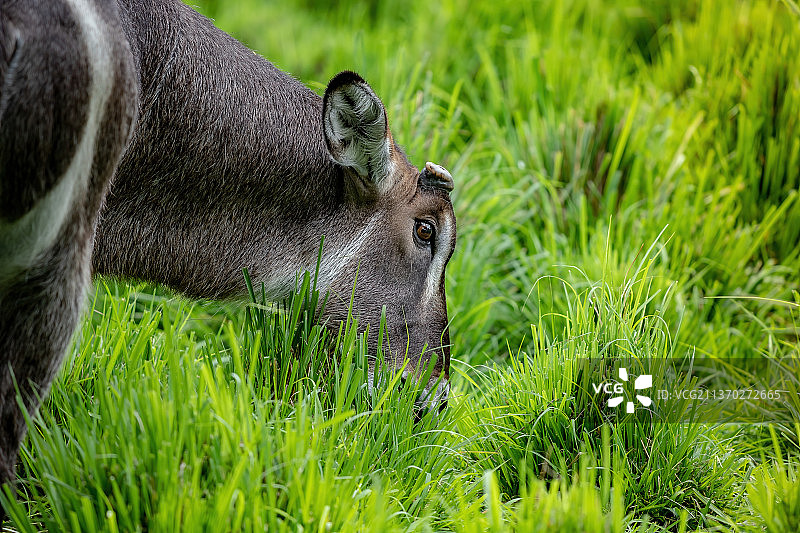 巴西草地上吃草的水羚图片素材