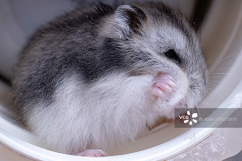 坎贝尔侏儒仓鼠，猫的特写图片素材