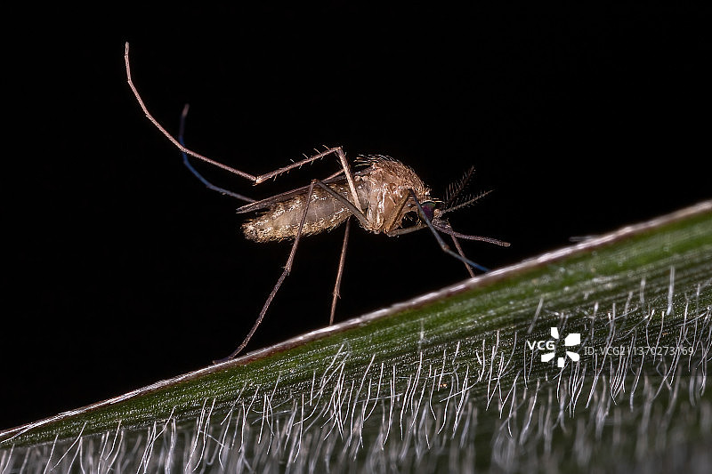 成年库蚊，叶片特写，巴西图片素材
