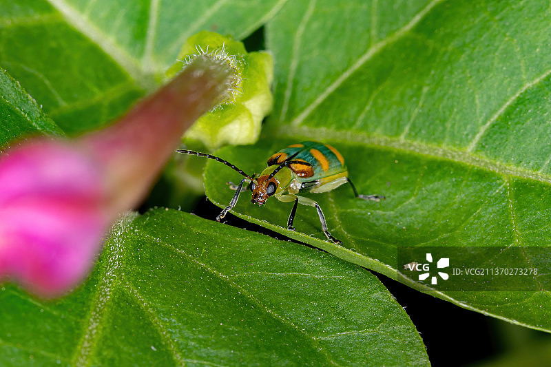 巴西绿色甲虫：叶子上昆虫的特写，巴西图片素材