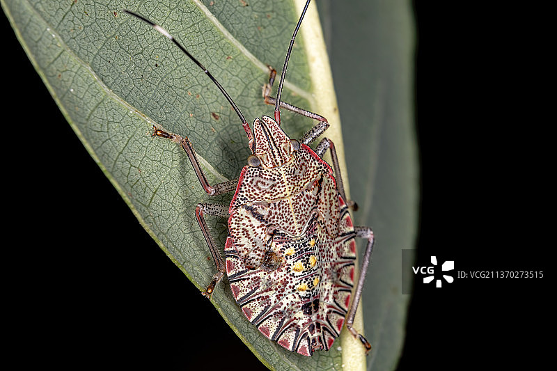 椿象若虫，黑色背景下叶子上的昆虫特写图片素材