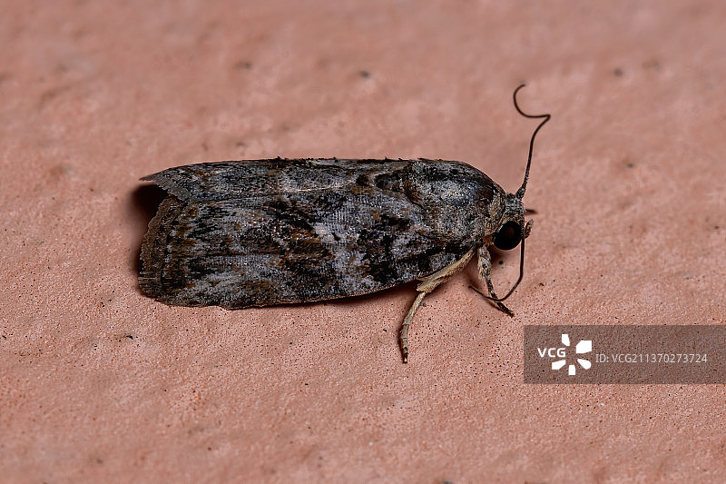 巴西簇绒蛾：叶子上甲虫的特写图片素材