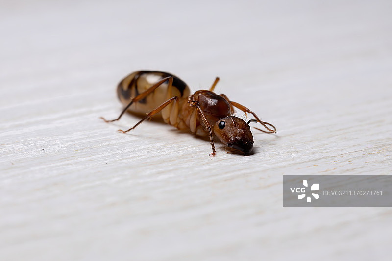 木头上成年木匠蚂蚁的特写图片素材