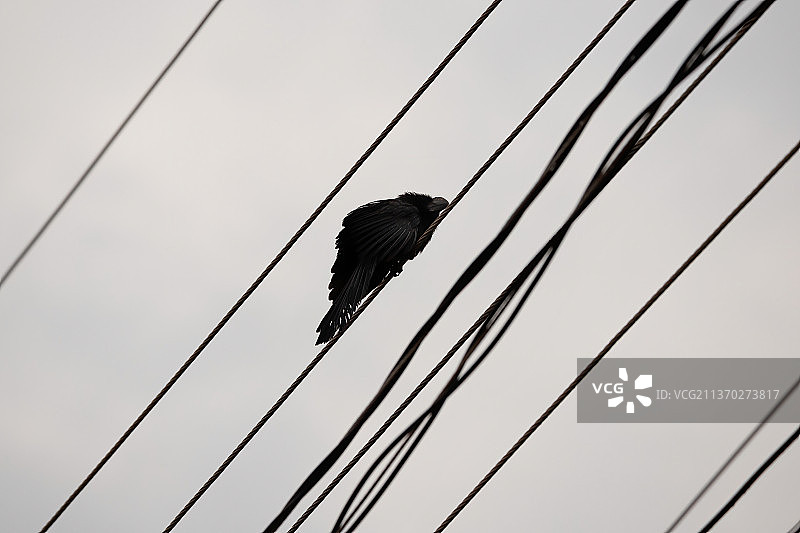 巴西滑嘴犀鸟图片素材