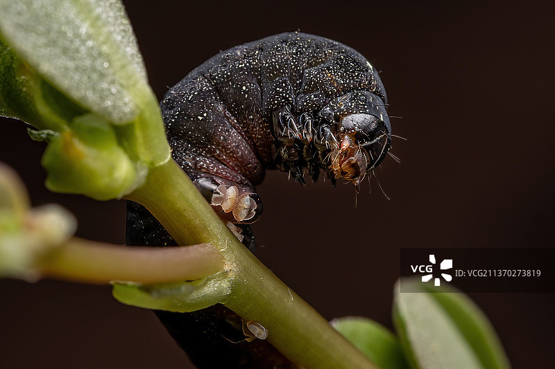 正在吃马齿苋的毛毛虫图片素材