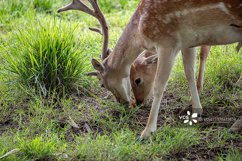 欧洲黇鹿，高角度拍摄在巴西田野上吃草的黇鹿图片素材