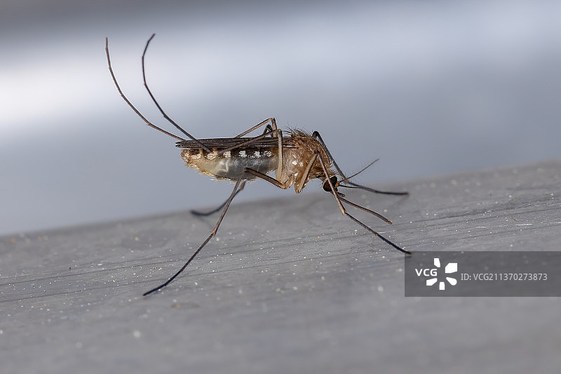 成年库蚊，木头上昆虫的特写图片素材
