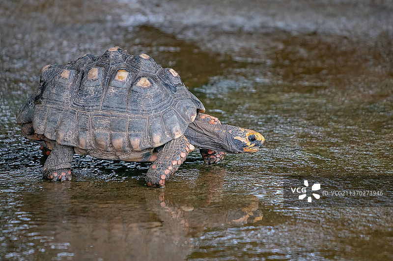 巴西巨龟：湖中鳄鱼的俯视角度图片素材
