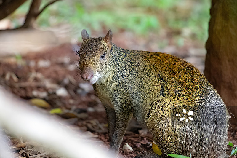 刺豚鼠属野生动物，巴西图片素材