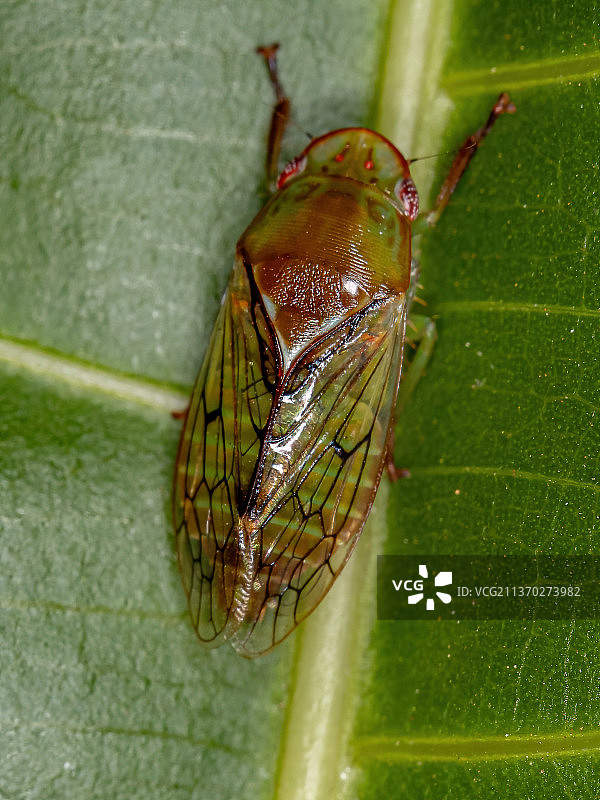 成年普通叶蝉，叶子上昆虫的特写镜头图片素材