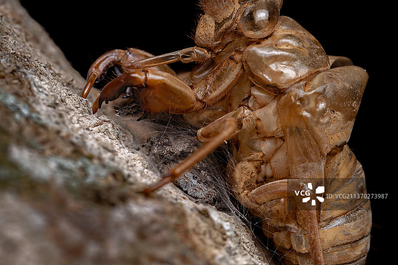 蝉蜕下的皮上的两只跳蛛图片素材