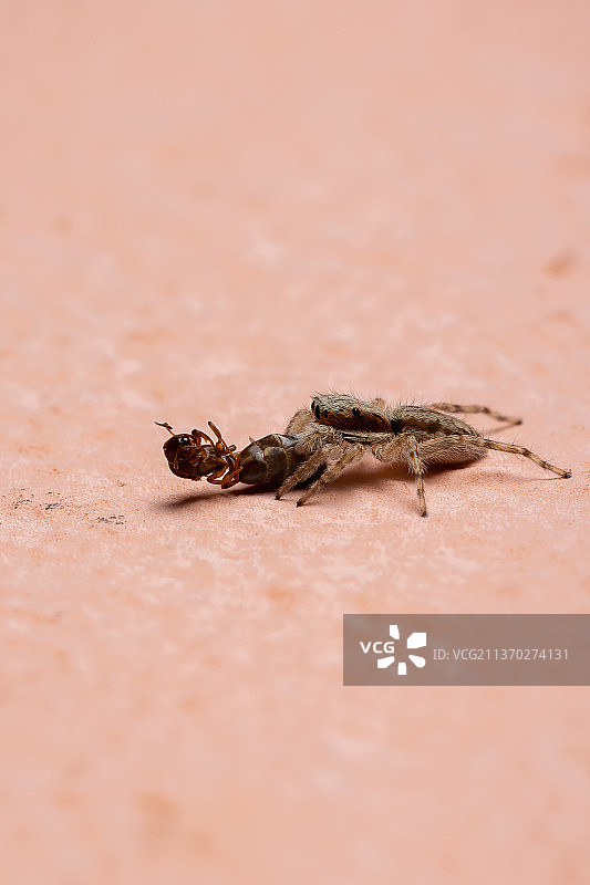 捕食蚂蚁的雌性灰墙跳蛛图片素材