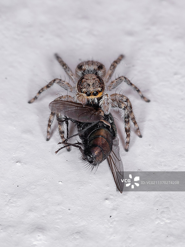 巴西雪地里的灰色墙 jumping spider特写图片素材
