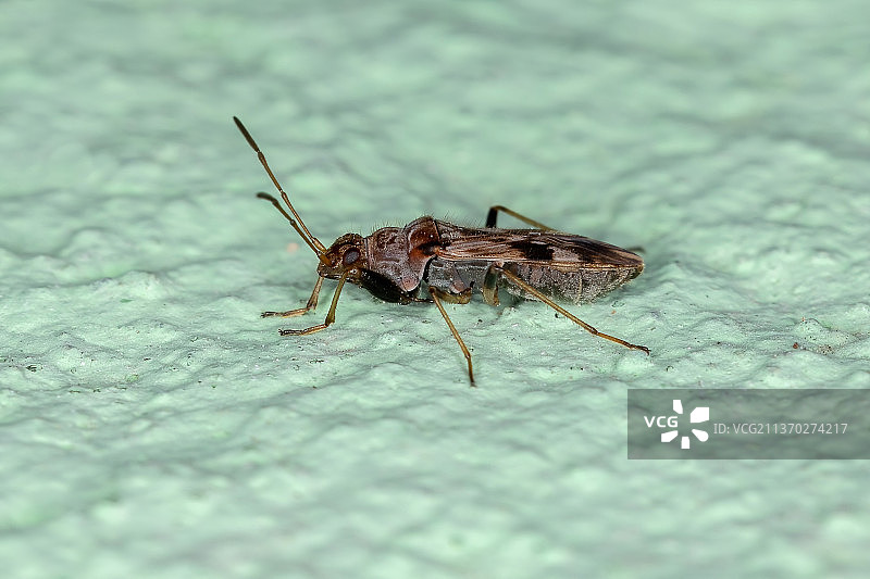 成年土色种子虫特写图片素材