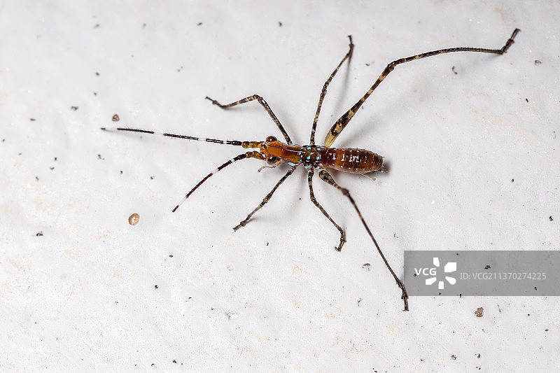 叶螽若虫，白色墙壁上蜘蛛特写图片素材