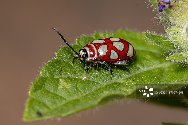 成年跳蚤甲虫，叶子上昆虫的特写图片素材