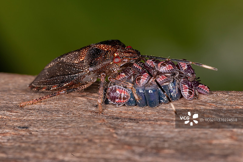 成年雌性椿象，木头上昆虫特写图片素材