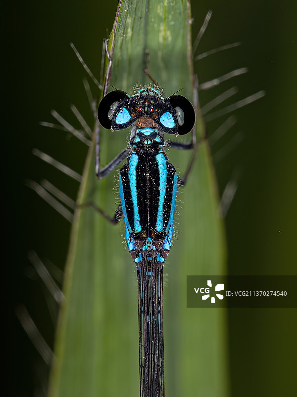 成年狭翅豆娘，植物上的昆虫特写图片素材