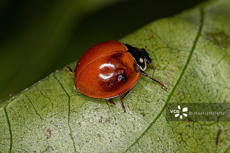 成年无斑瓢虫，叶子上瓢虫的特写图片素材