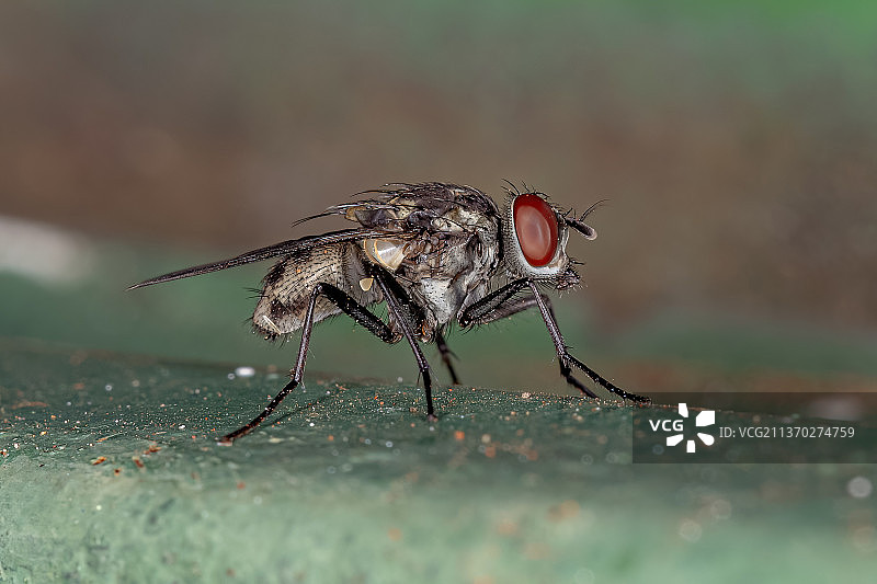 路上的蝇类昆虫特写图片素材