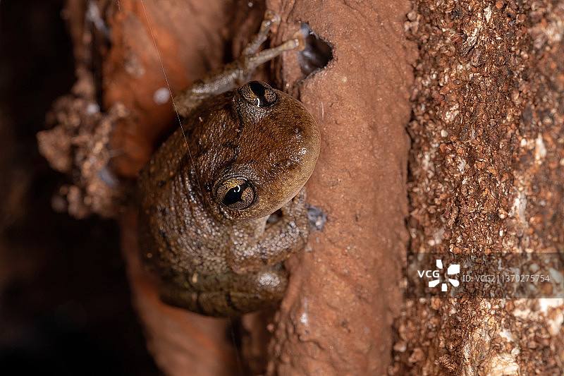 长吻树蛙特写：树干上的蜥蜴图片素材