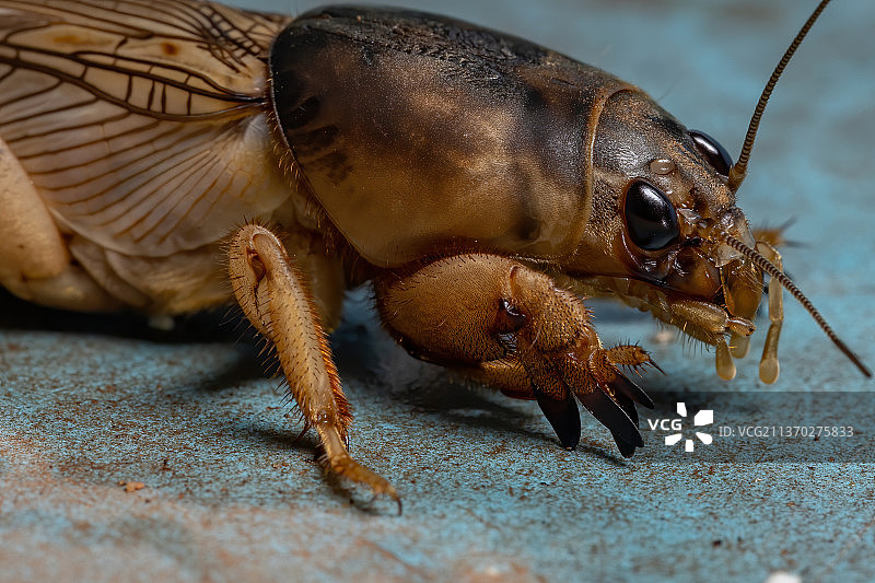成年蝼蛄，树叶上的昆虫特写图片素材