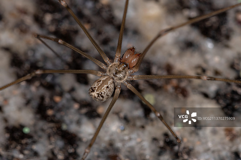 成年雄性短体幽灵蛛，蜘蛛网特写图片素材