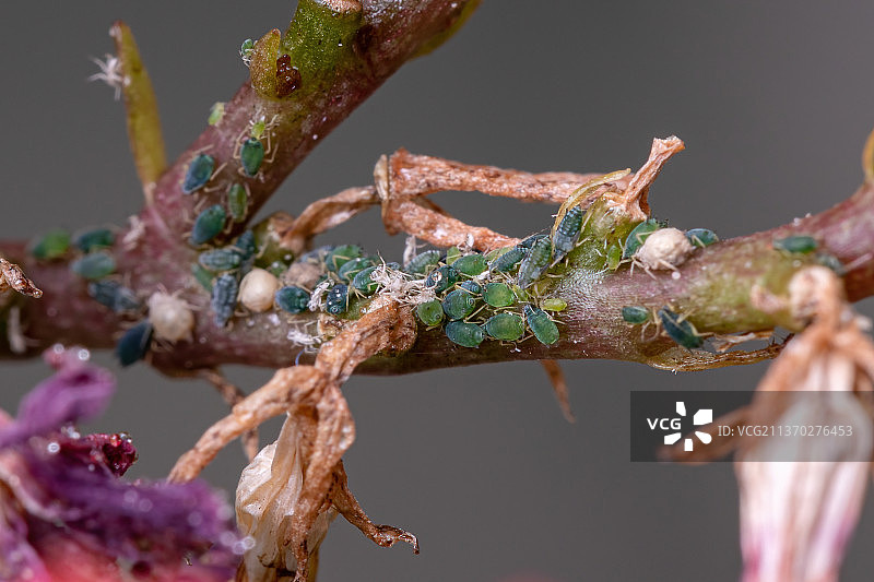 火焰卡蒂植物上的小蚜虫图片素材