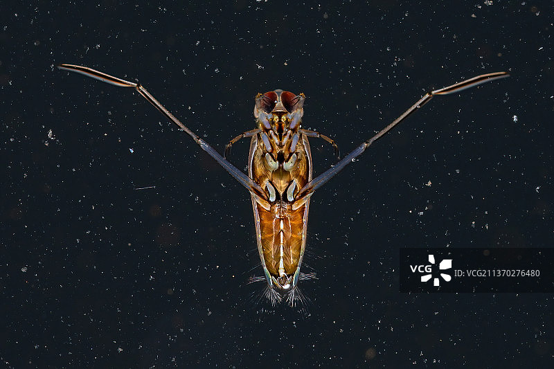 仰泳蝽的特写，黑色背景下的蜘蛛网图片素材