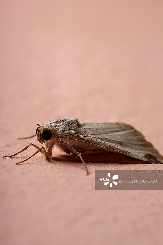 猫头鹰蛾图案，木纹昆虫特写图片素材