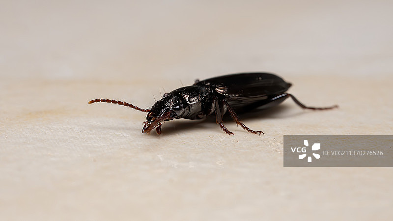 巴西步行甲虫特写图片素材