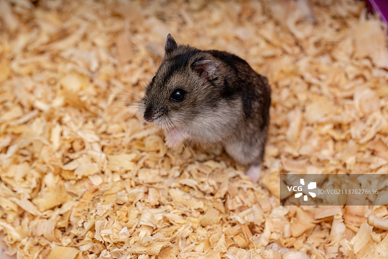 坎贝尔侏儒仓鼠特写图片素材