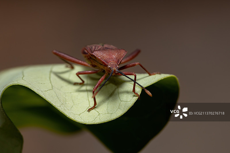 成年栉足 Bug，昆虫在树叶上的特写图片素材