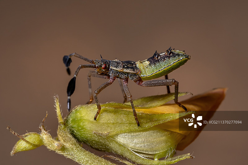 花朵上的管足缘椿象若虫特写图片素材