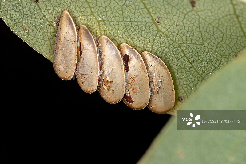 叶螳卵，黑色背景上的叶子特写图片素材