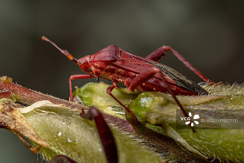 成年栉足 Bug，昆虫在树叶上的特写图片素材