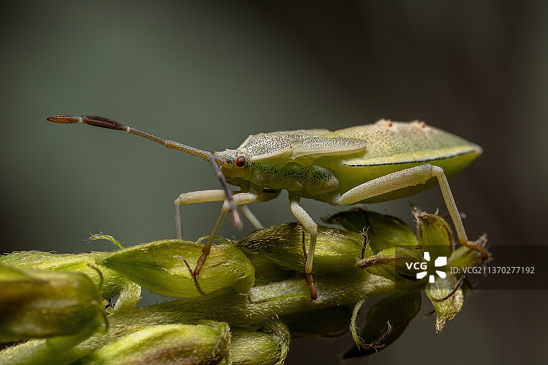 植物上的足叶蝽若虫特写图片素材
