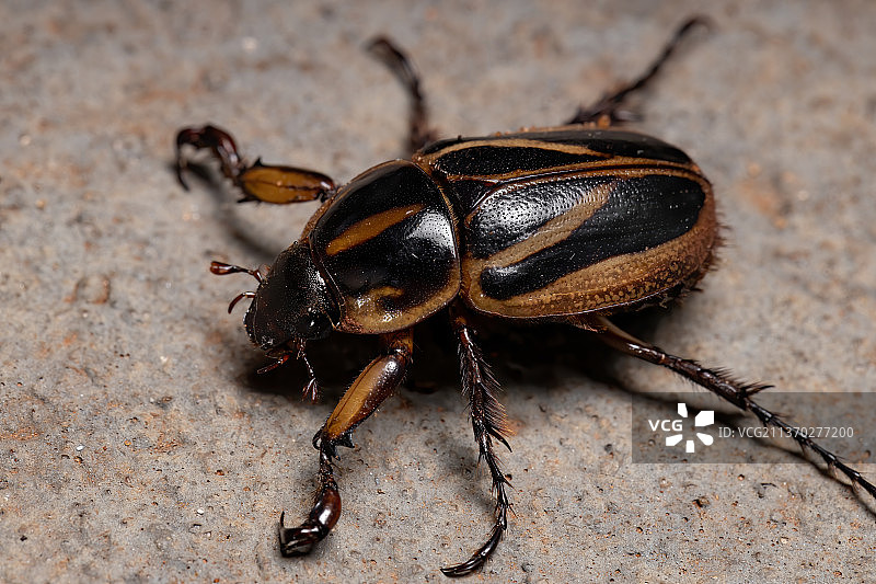 成年日本金龟子，昆虫在木头上特写图片素材