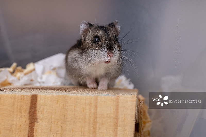 坎贝尔侏儒仓鼠，木头上老鼠的特写图片素材