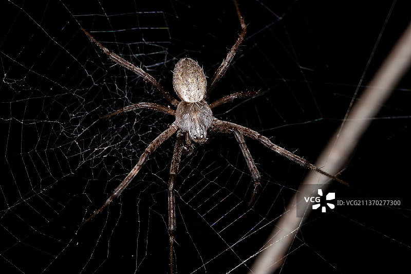 成年雄性银园蛛，蜘蛛网上特写图片素材