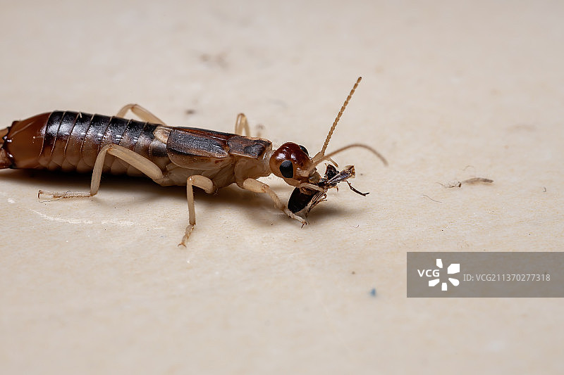 地面上的海滨球螋特写图片素材