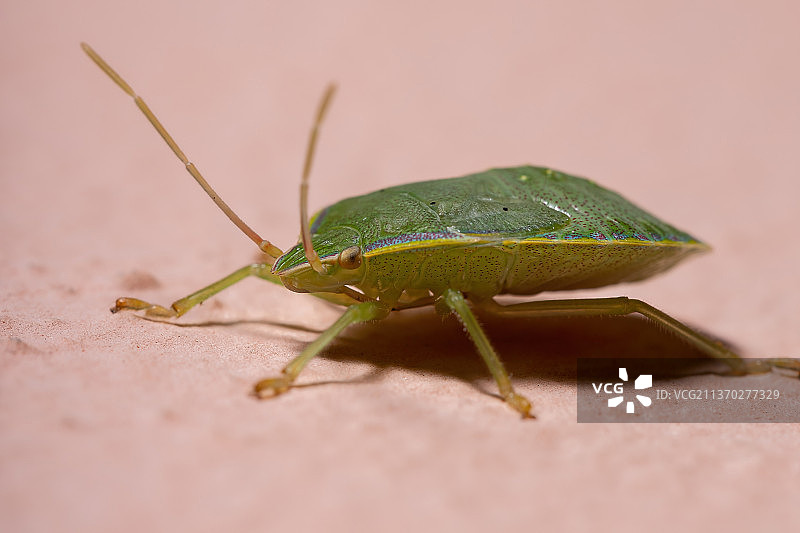 椿象若虫，墙上的蚱蜢特写图片素材