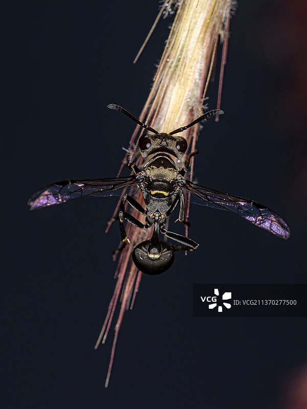 成年纸胡蜂，植物上的昆虫特写，黑色背景图片素材