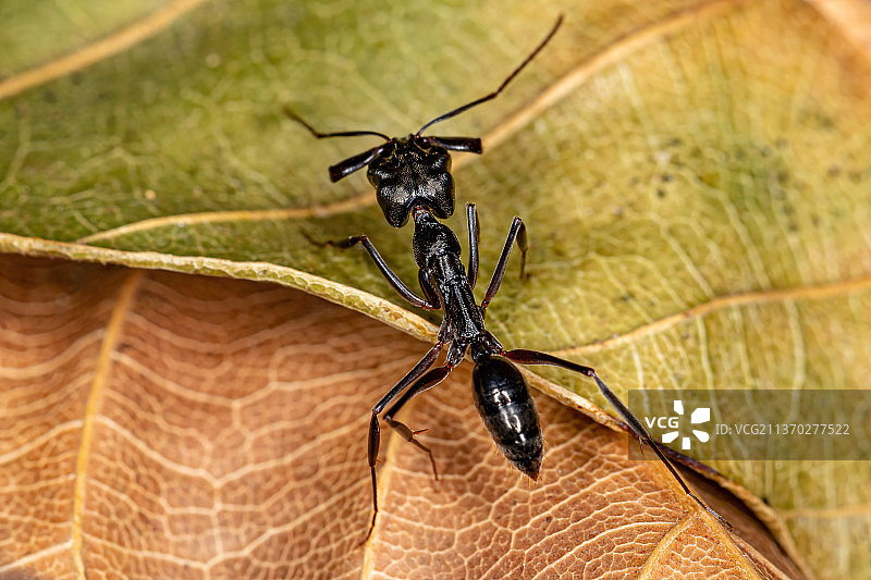 成年颚蚁，树叶上昆虫的特写图片素材