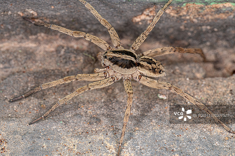 成年狼蛛特写，岩石上的蜘蛛图片素材