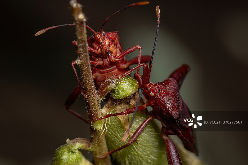 成年栉足 Bug，昆虫在树叶上的特写图片素材