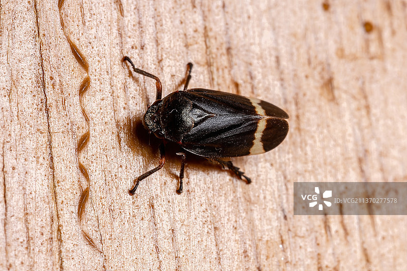 成年沫蝉，昆虫在木头上的特写图片素材