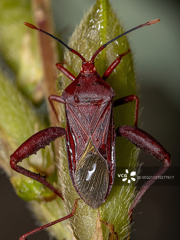 成年栉足 Bug，昆虫在树叶上的特写图片素材