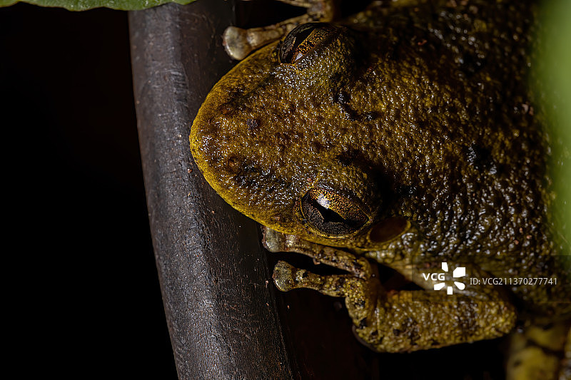 叶子上带暗斑的树蛙特写图片素材